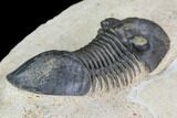 Paralejurus Trilobite Fossil - Foum Zguid, Morocco #108492-4